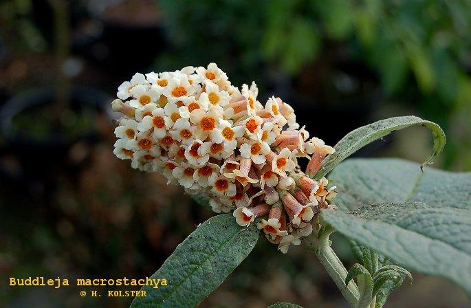 Buddleja macrostachya