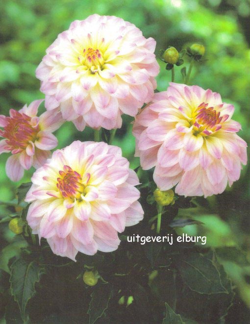 Dahlia 'Gallery Monet' (81116)