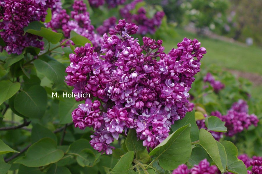 Syringa vulgaris 'Paul Thirion' (81515)