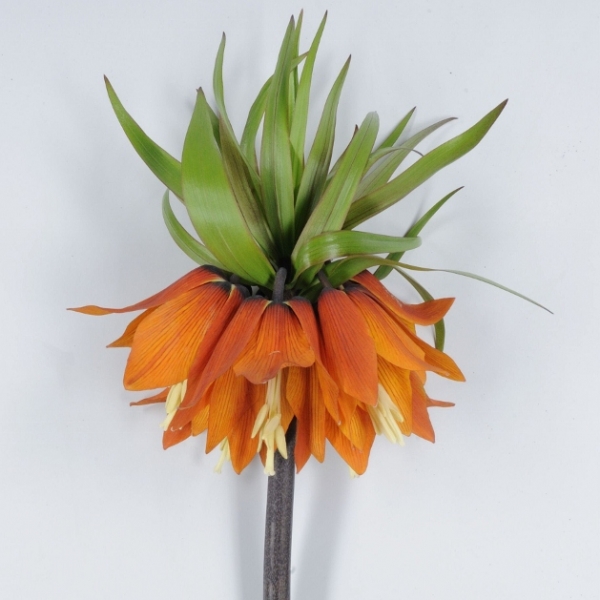 Fritillaria imperialis 'Orange Beauty' (81737)