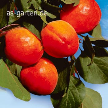 Picture And Description Of Prunus Armeniaca Kuresia