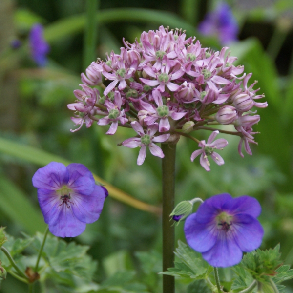 Allium nigrum 'Pink Jewel'