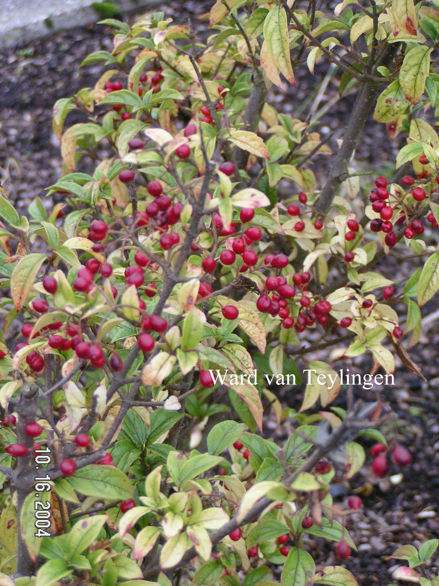 Viburnum luzonicum (84166)