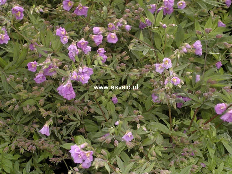 Polemonium reptans 'Pink Beauty' (85106)