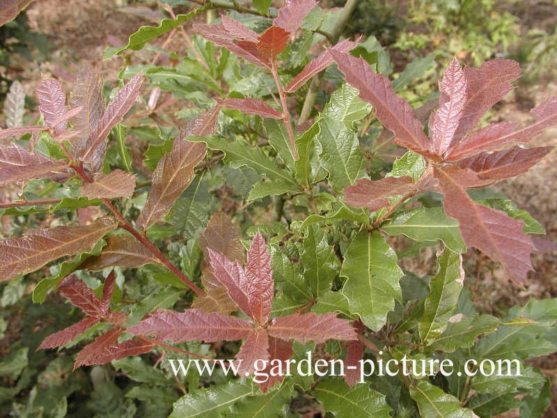 Quercus rhysophylla