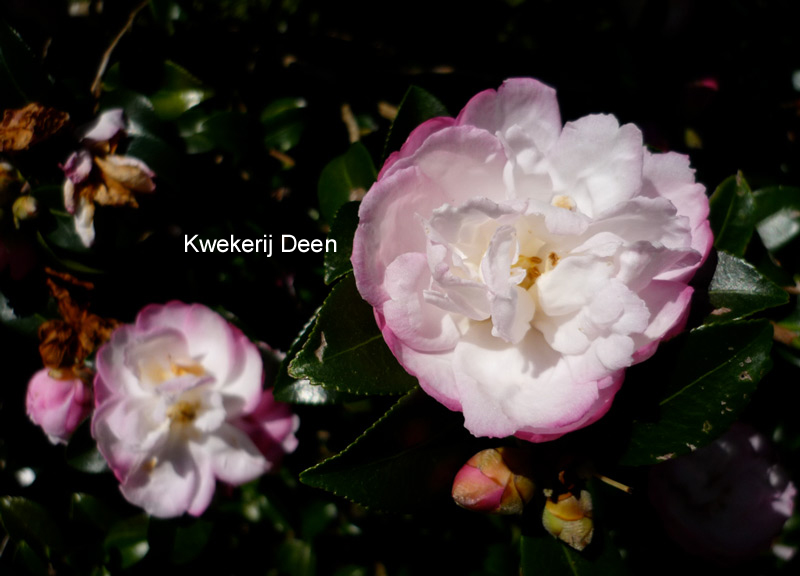 Picture and description of Camellia sasanqua Beatrice Emily