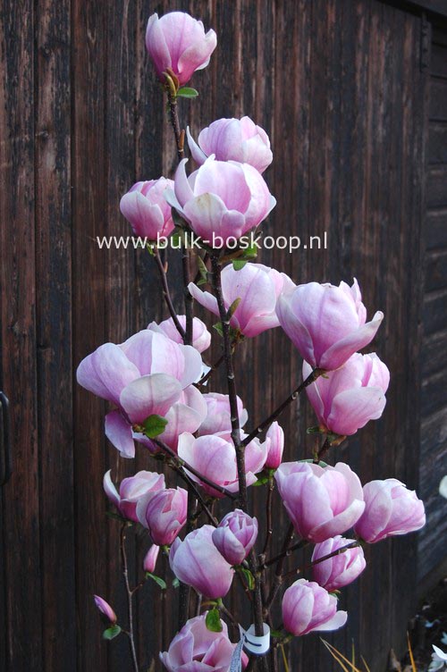Picture and description of Magnolia 'Sangreal'