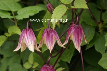 Clematis 'Zorero' (I AM RED ROBIN) (88887)