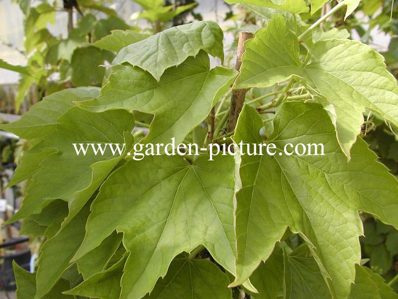 Parthenocissus tricuspidata 'Veitchii Robusta' (89081)