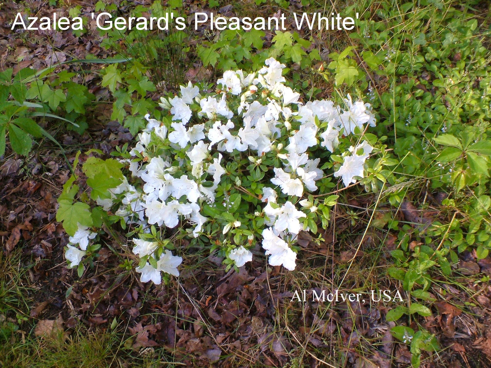 Azalea 'Pleasant White'