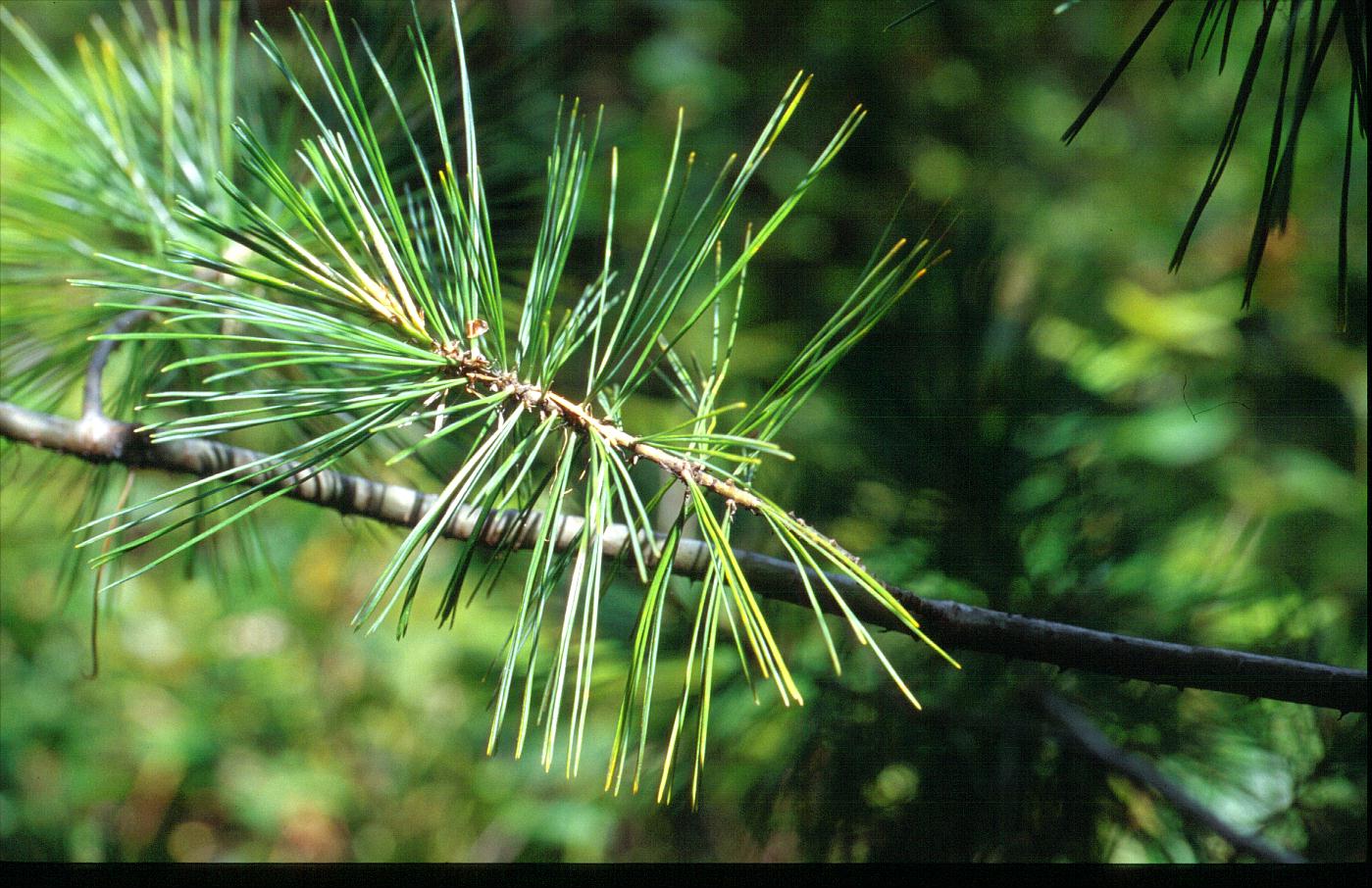 Pinus monticola