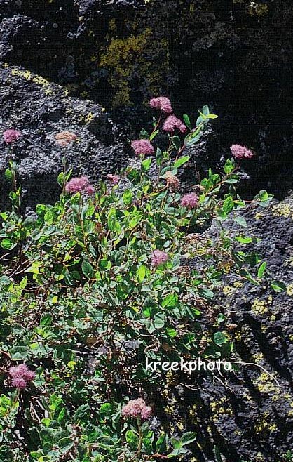 Spiraea densiflora (91759)