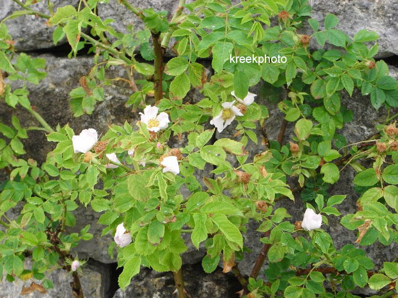 Rosa corymbifera (93622)