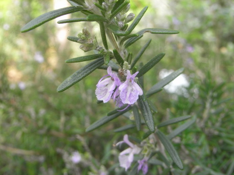 Picture and description of Rosmarinus officinalis 'Prostratus'