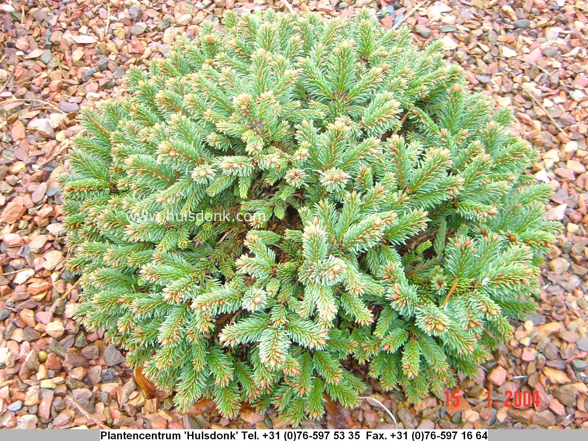 Picea abies 'Rothenhaus' (97174)