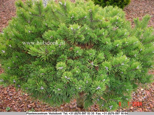 Pinus mugo 'Klostergruen'