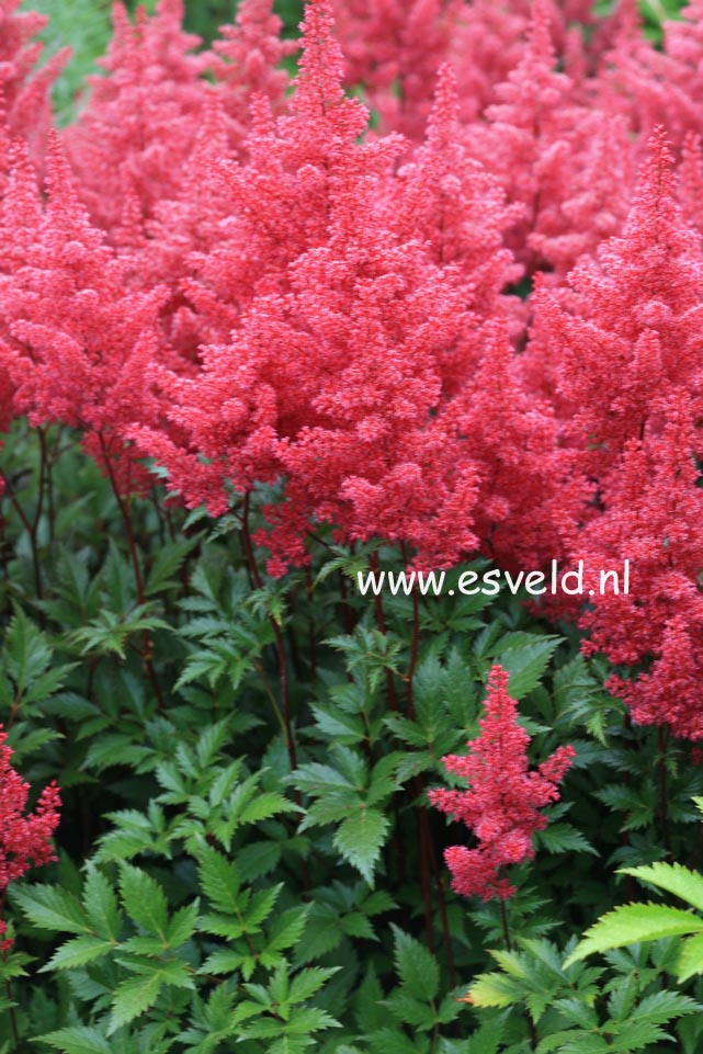 Pictures and description of Astilbe Red Sentinel - esveld.nl