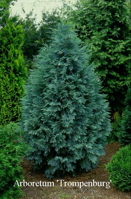 Picture and description of Chamaecyparis lawsoniana Pembury Blue ...