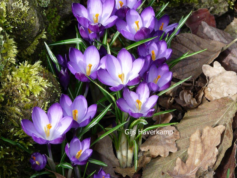 Pictures and description of Crocus tommasinianus Ruby Giant - www.esveld.nl