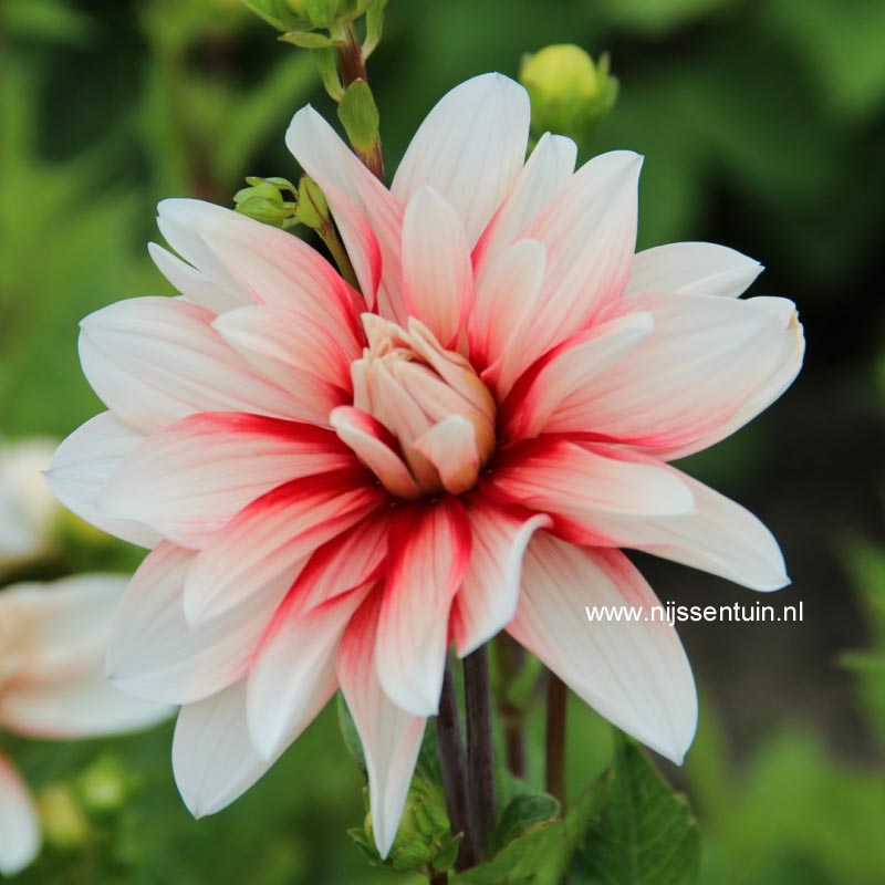 Picture and description of Dahlia Catching Fire esveld.nl