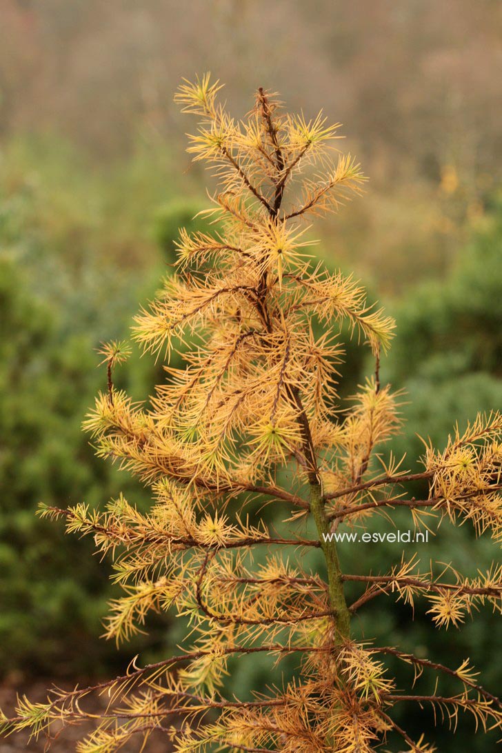 Лиственница кемпфера литтл богл. Лиственница little Bogle. Larix decidua little Bogle. Лиственница Литтл Богл фото. Лиственница Литтл Богл описание.