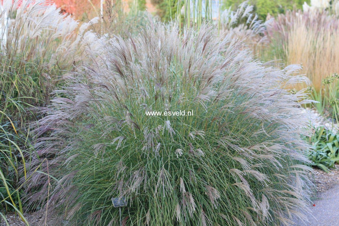 Picture and description of Miscanthus sinensis Little Kitten - esveld.nl