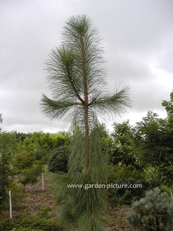 Pictures and description of Pinus ponderosa Pendula - www.esveld.nl