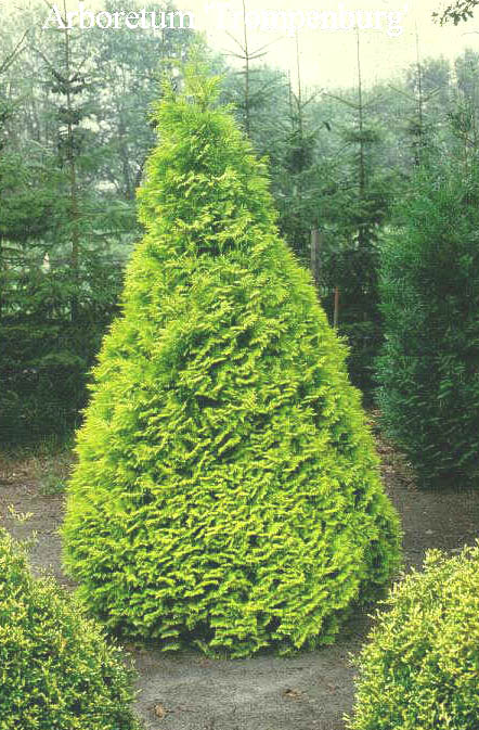 Picture and description of Thuja occidentalis Sunkist - esveld.nl