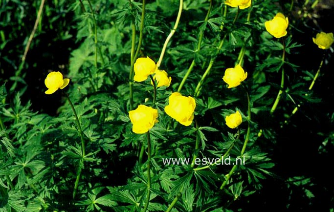 Picture and description of Trollius europaeus Superbus - esveld.nl