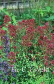 Centranthus