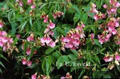 Lathyrus