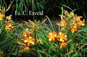 Hemerocallis