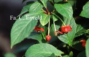 Schisandra