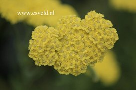 Achillea