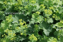 Alchemilla