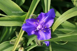 Tradescantia