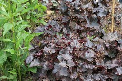 Heuchera