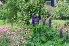 Lupinus