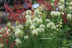 Trifolium