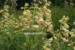 Digitalis