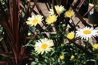 Leucanthemum