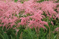 Astilbe