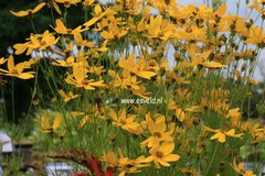 Coreopsis