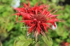 Monarda