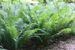 Dryopteris