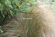 Chionochloa