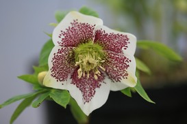 Helleborus