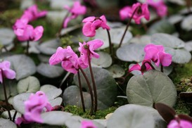 Cyclamen