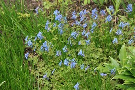 Corydalis