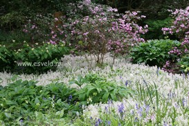 Tiarella